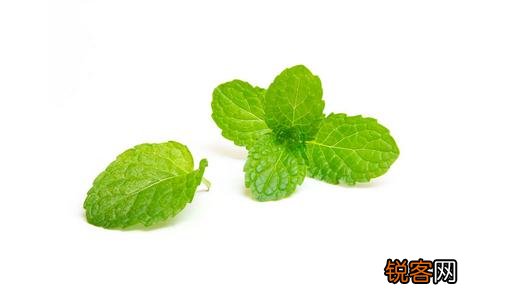 薄荷换盆移盆可以晒太阳吗？ 薄荷换盆移盆可以晒太阳吗冬天