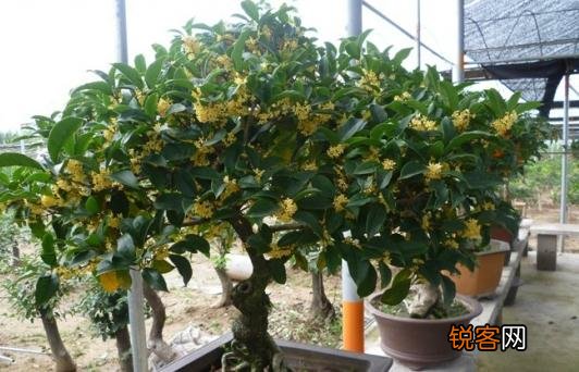 盆栽桂花的养殖方法和技术 盆栽桂花的养殖方法