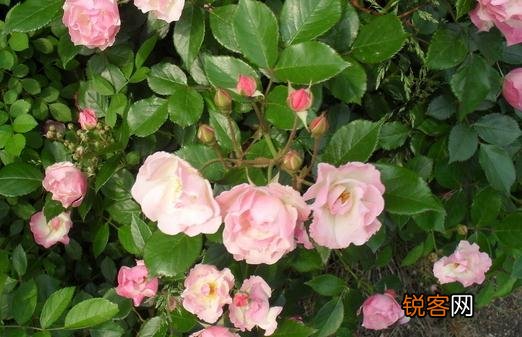 如何养殖山茶花？，如何养殖山茶花盆栽