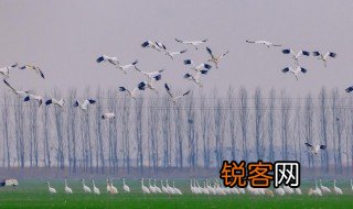 飘然而起的意思 飘然而起是什么意思