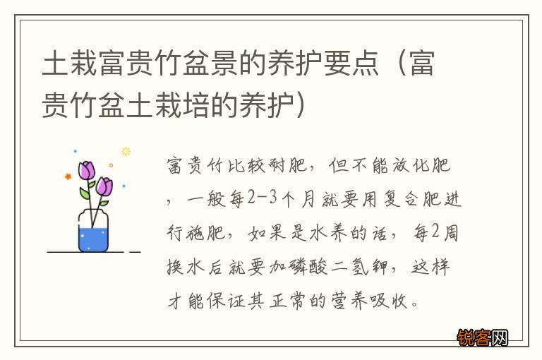 富贵竹盆土栽培的养护 土栽富贵竹盆景的养护要点
