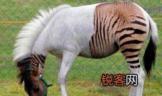 生殖隔离是什么意思 生殖隔离的原因