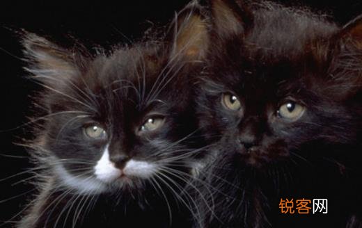宠物猫攻击人 对待咬人的猫咪纠正训练