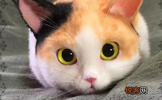 宠物猫攻击人 对待咬人的猫咪纠正训练