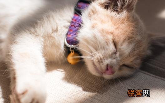 宠物猫攻击人 对待咬人的猫咪纠正训练