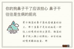 你的狗鼻子干了应该担心 鼻子干往往是生病的前兆
