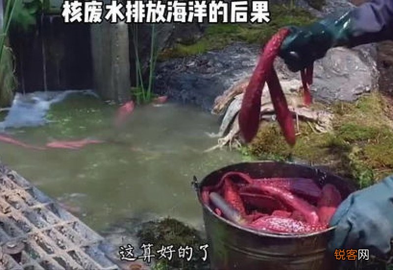 核污水排海后海鲜还能吃吗