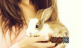 关于兔子的作文 与兔子相关的作文