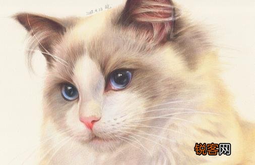 猫咪养护五注意 10种适合当家猫的猫咪大全