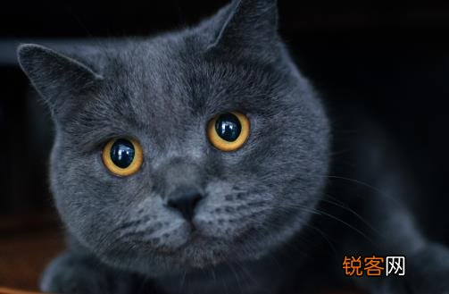 猫咪养护五注意 10种适合当家猫的猫咪大全