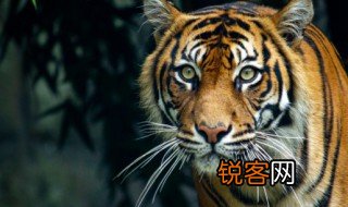 什么的老虎 什么的老虎组词