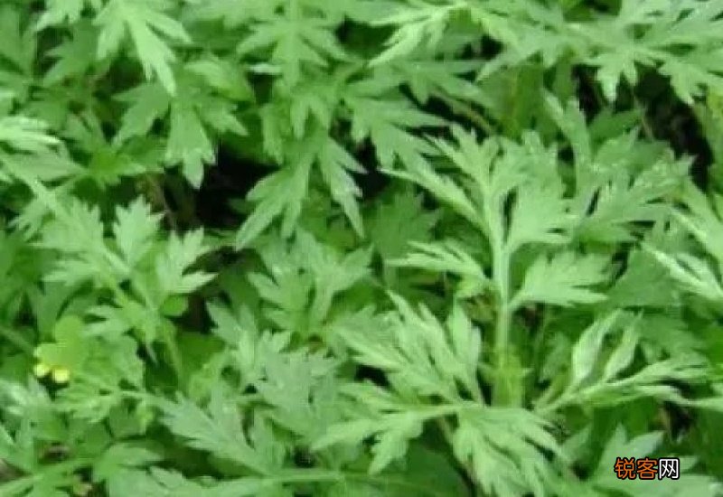 艾草可以给宝宝洗澡吗
