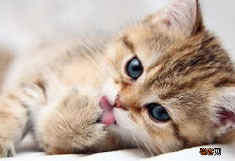 猫咪吐黄水不吃饭怎么办