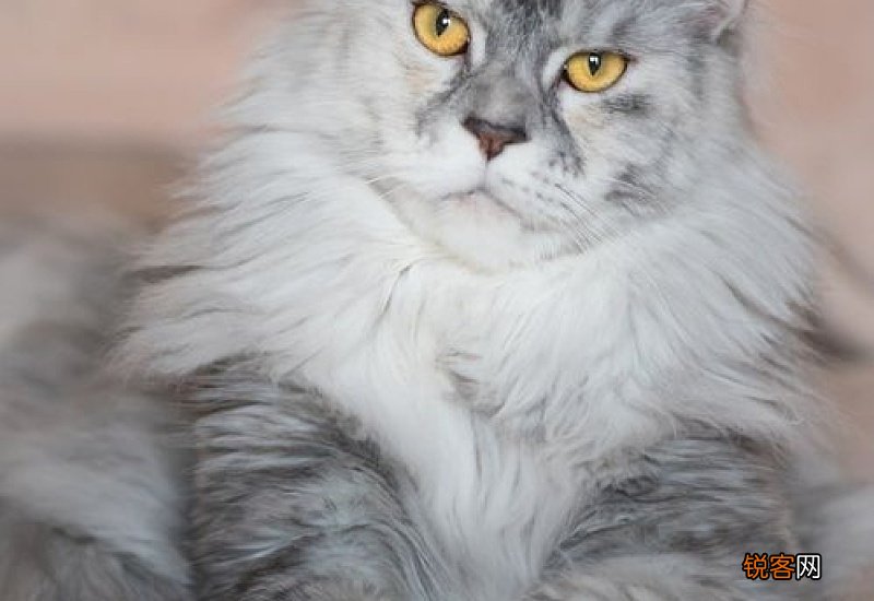 怎么训练猫不乱叫