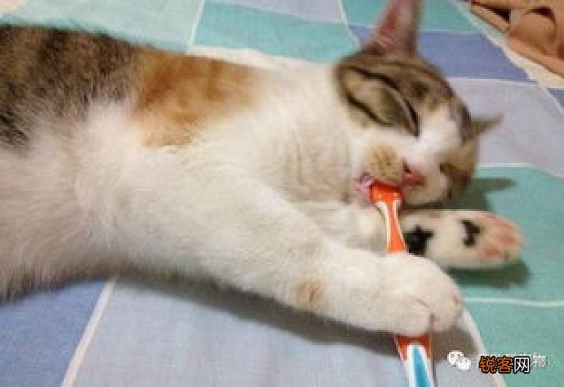 猫咪需要刷牙吗?多久刷一次合适呢?