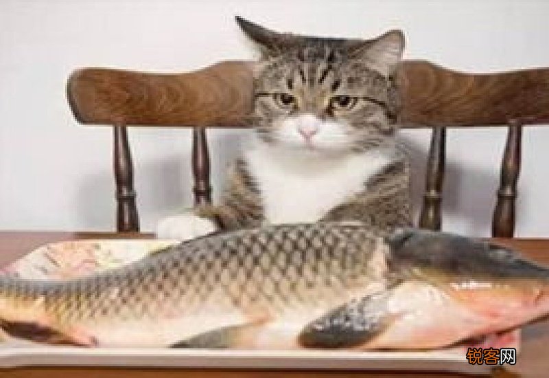 猫可不可以吃鱼饲料