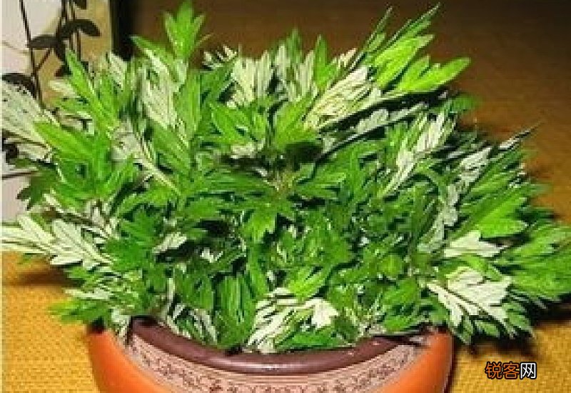 艾叶泡脚直接用开水泡艾叶还是必须煮