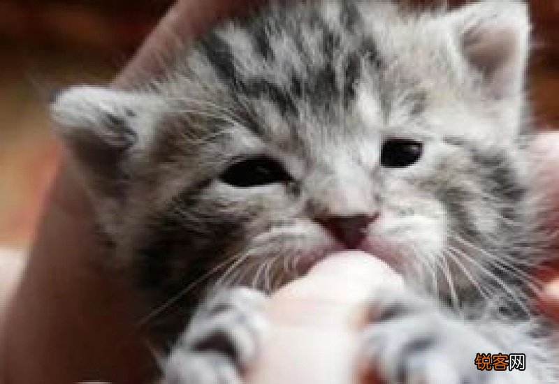 猫咪为什么总是舔我
