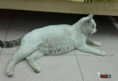 母猫怀孕50多天拉稀