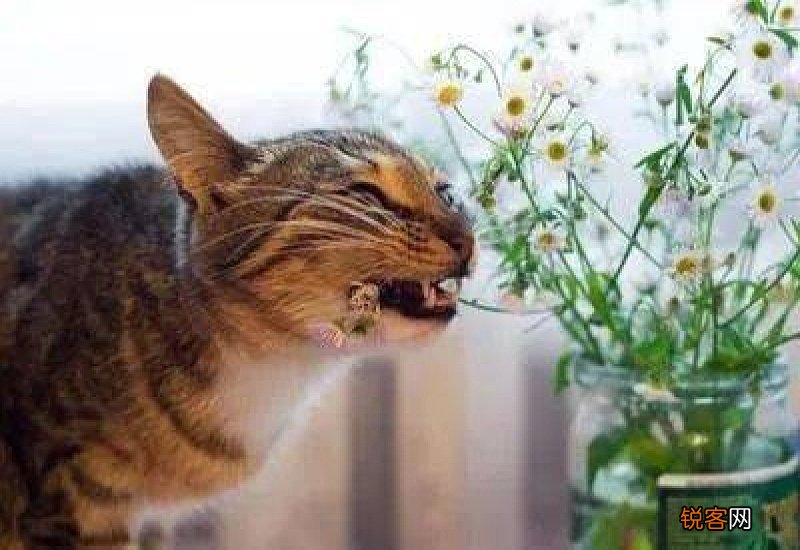 猫咪误食怎么催吐