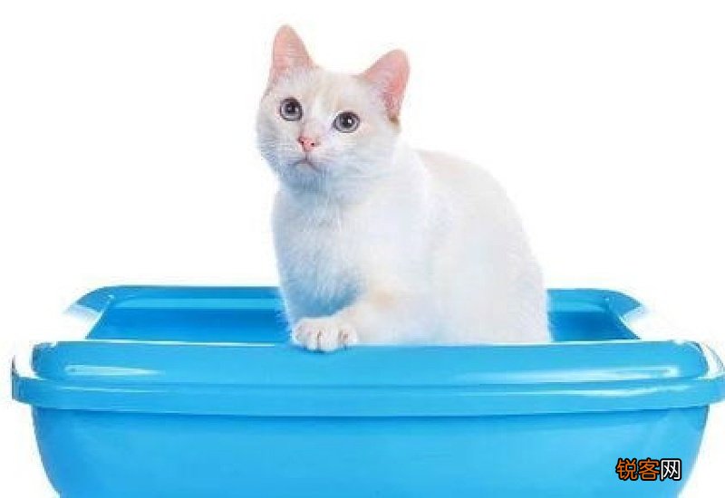 小猫屁股有猫砂