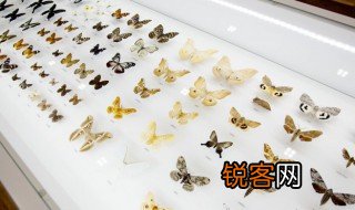 什么的蝴蝶 什么蝴蝶
