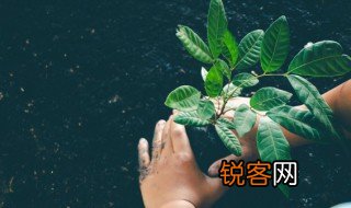 什么的叶子 什么的叶子填空