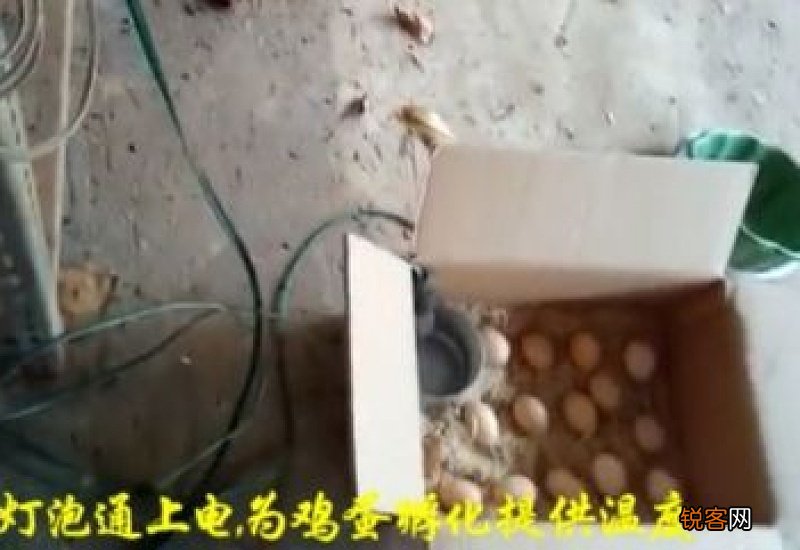 孵鸟蛋方法 孵鸟蛋技巧