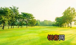 什么的树木 怎样的树木