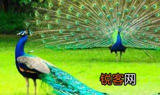 什么的孔雀 怎样的孔雀