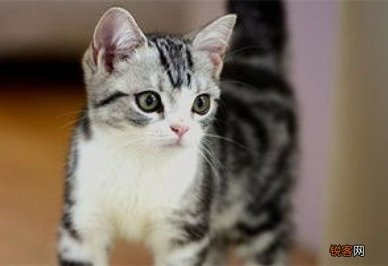 猫咪一直不拉屎怎么办