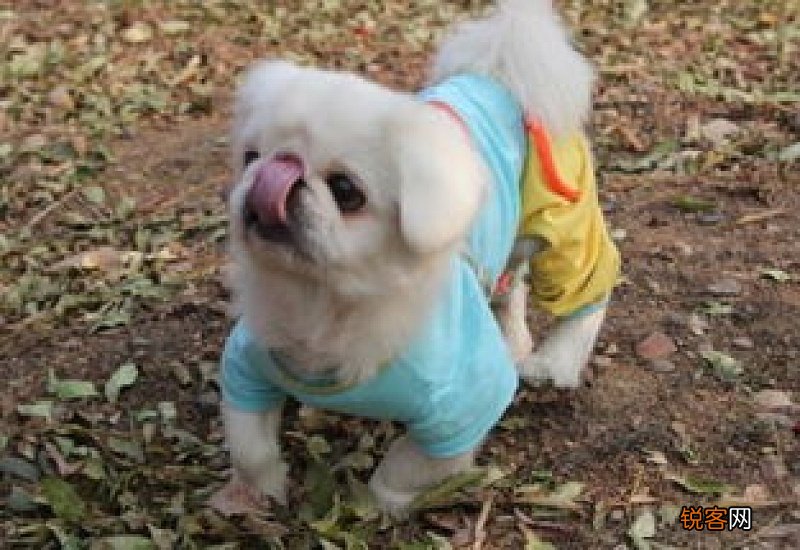狗能吃枣吗为什么
