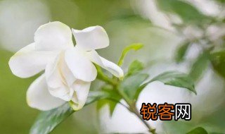 栀子花的唯美句子 关于栀子花的优美句子