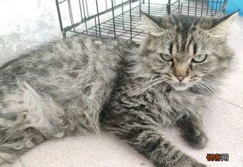 不掉毛的猫品种有哪些