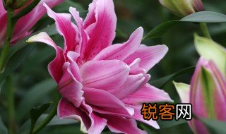 百合花花语是什么意思，百合花花语是什么意思啊