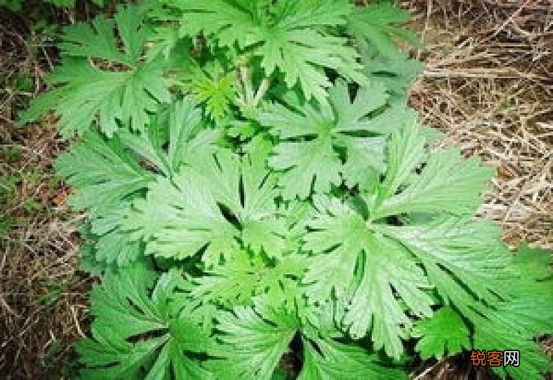 艾叶泡脚后要用清水洗吗