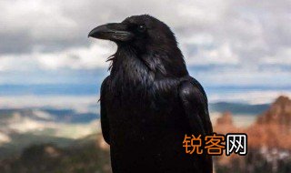乌鸦为什么意思 乌鸦有什么意思
