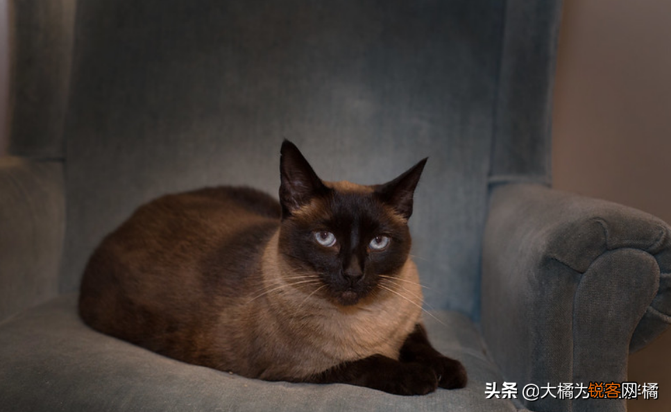小猫刚到新家一直叫怎么办 刚到家的猫咪总是叫是怎么回事