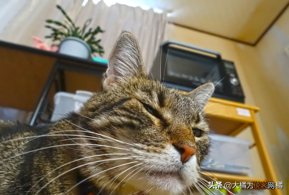 小猫刚到新家一直叫怎么办 刚到家的猫咪总是叫是怎么回事