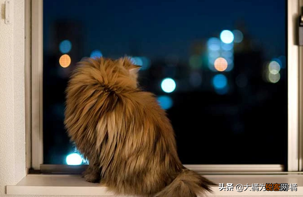 小猫刚到新家一直叫怎么办 刚到家的猫咪总是叫是怎么回事