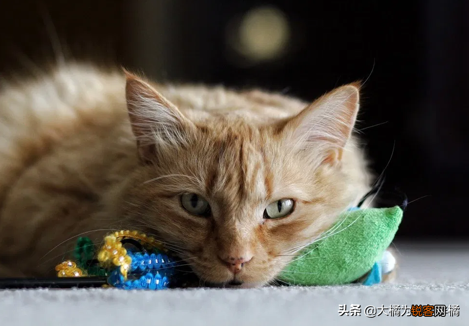 小猫刚到新家一直叫怎么办 刚到家的猫咪总是叫是怎么回事