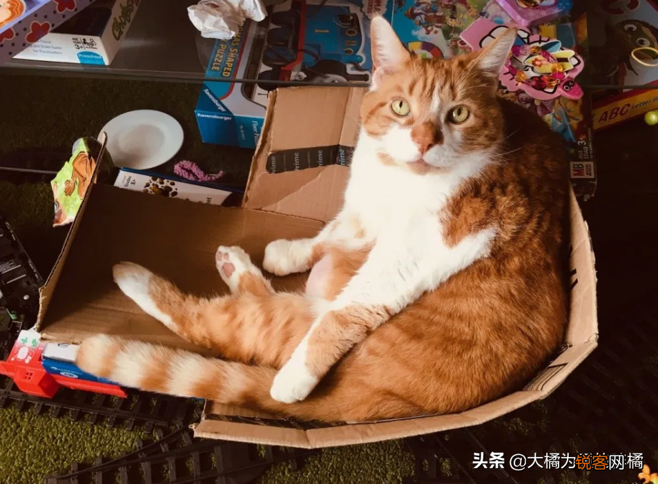 小猫刚到新家一直叫怎么办 刚到家的猫咪总是叫是怎么回事