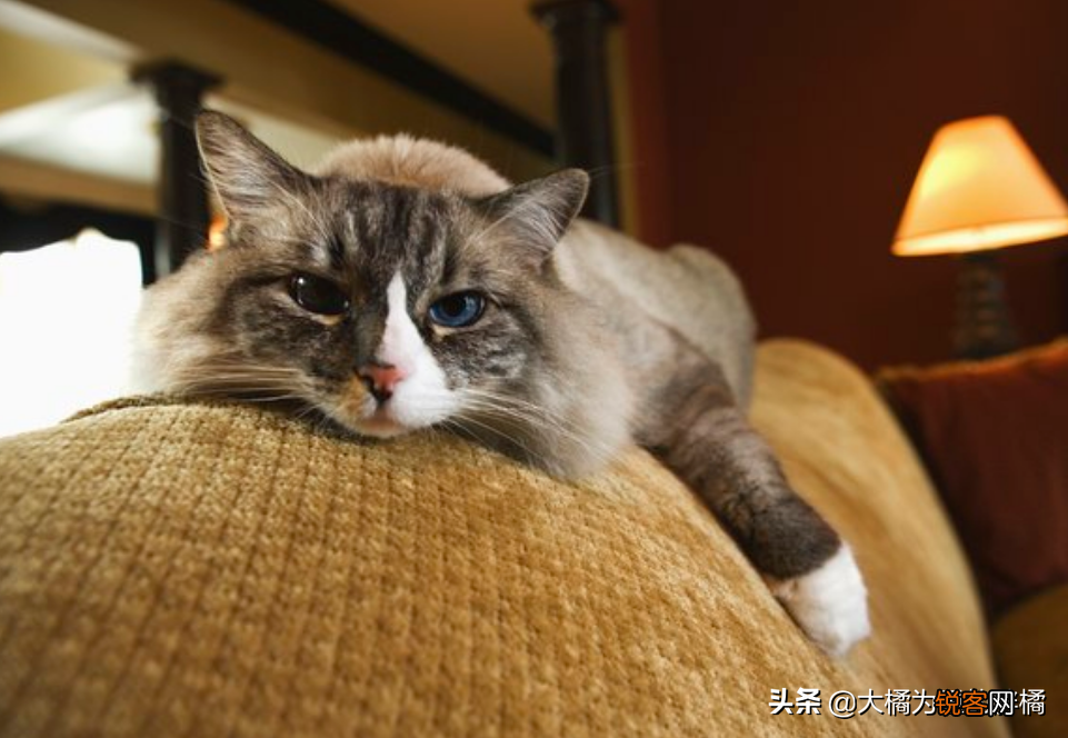 小猫刚到新家一直叫怎么办 刚到家的猫咪总是叫是怎么回事