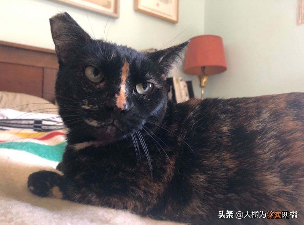 小猫刚到新家一直叫怎么办 刚到家的猫咪总是叫是怎么回事