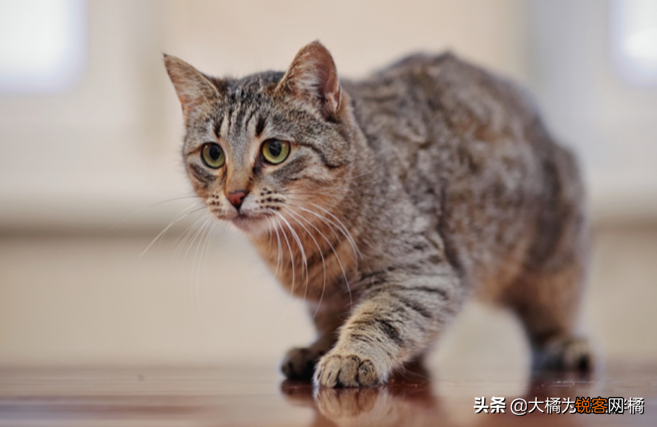 小猫刚到新家一直叫怎么办 刚到家的猫咪总是叫是怎么回事