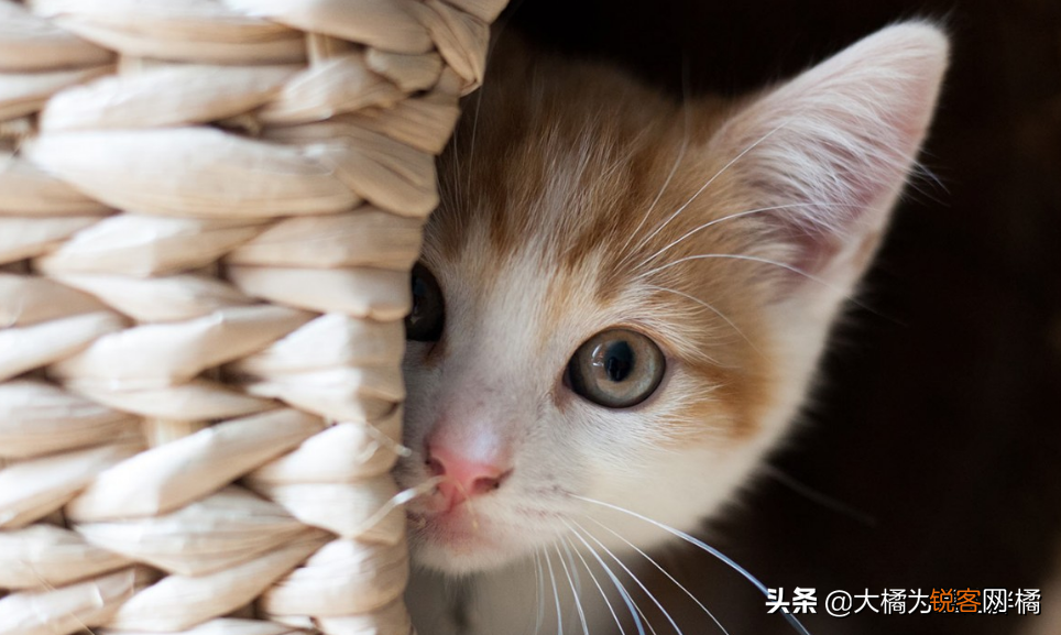 小猫刚到新家一直叫怎么办 刚到家的猫咪总是叫是怎么回事