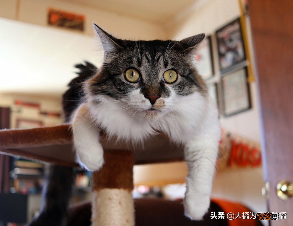 小猫刚到新家一直叫怎么办 刚到家的猫咪总是叫是怎么回事