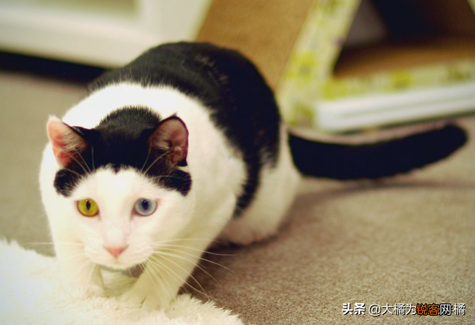 小猫刚到新家一直叫怎么办 刚到家的猫咪总是叫是怎么回事