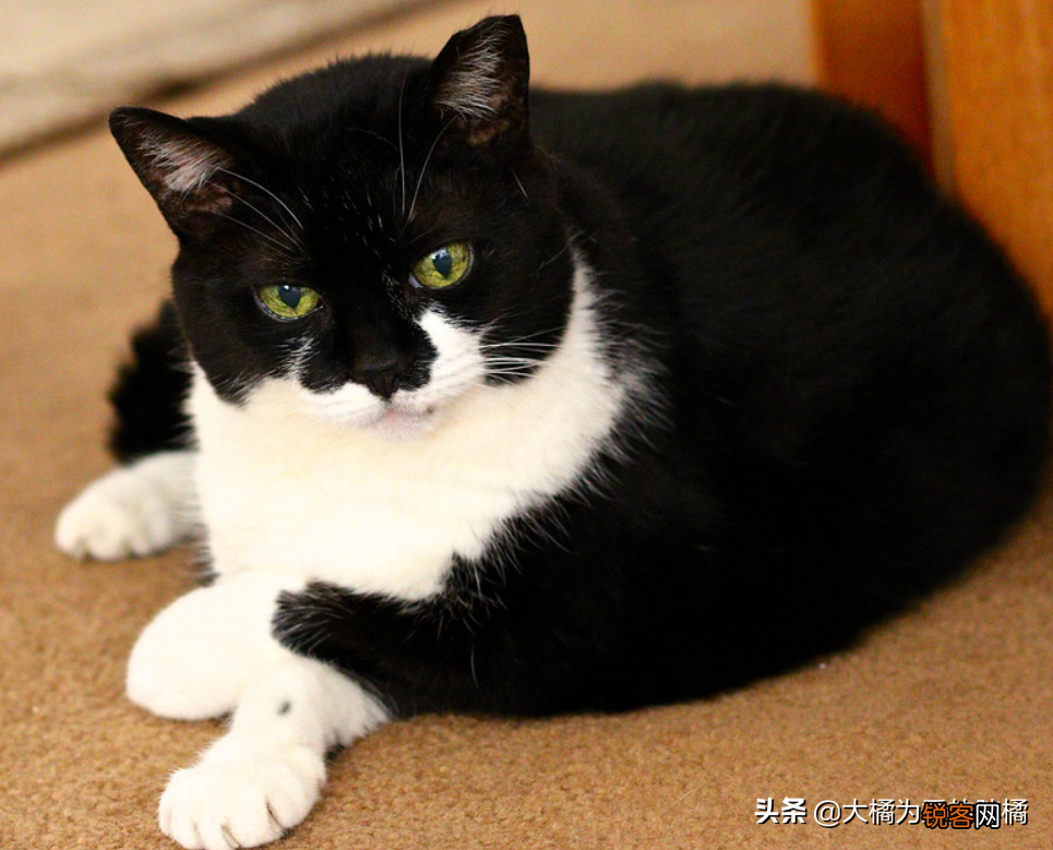 小猫刚到新家一直叫怎么办 刚到家的猫咪总是叫是怎么回事