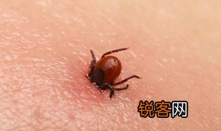 蜱虫是什么样子 蜱虫简单介绍
